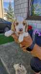 Szczeniaki beagle