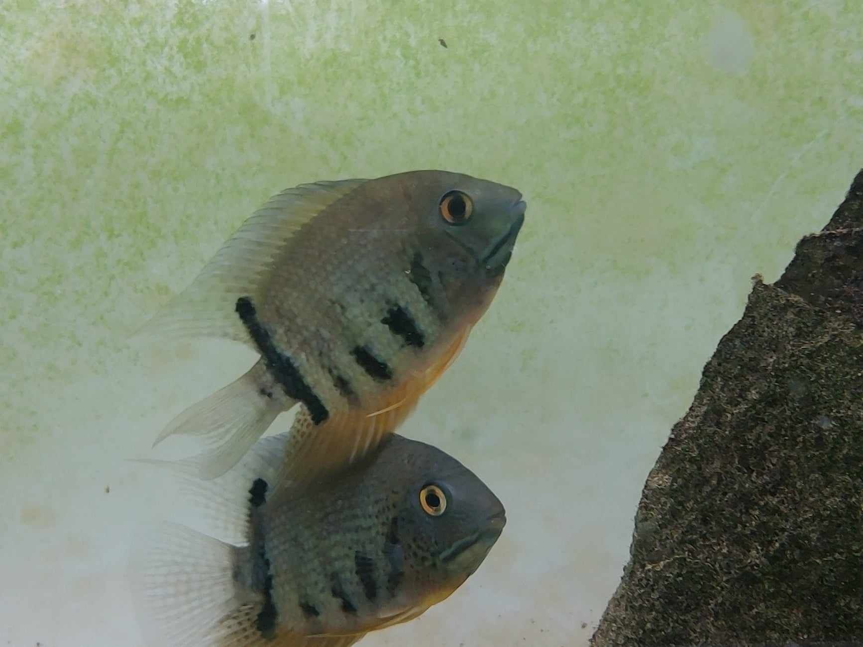 Tenho Heros  Severum jovens  para venda