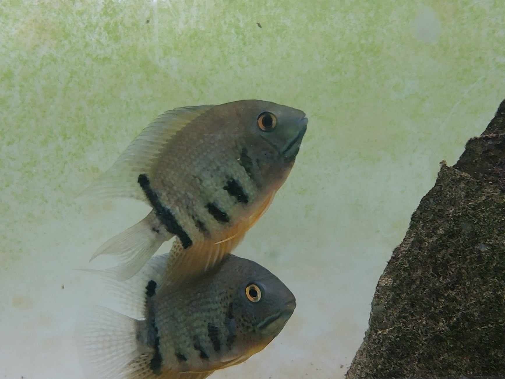 Heros  Severum criação nacional