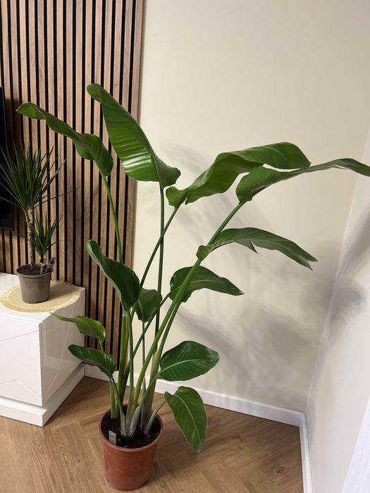 Стреліція Миколая 160 см