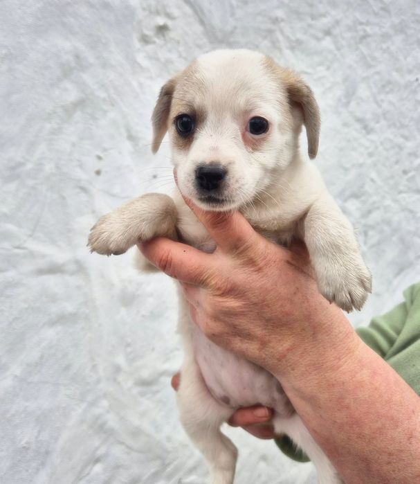 Цуцики у добрі руки! Безкоштовна доставка по Київській області!