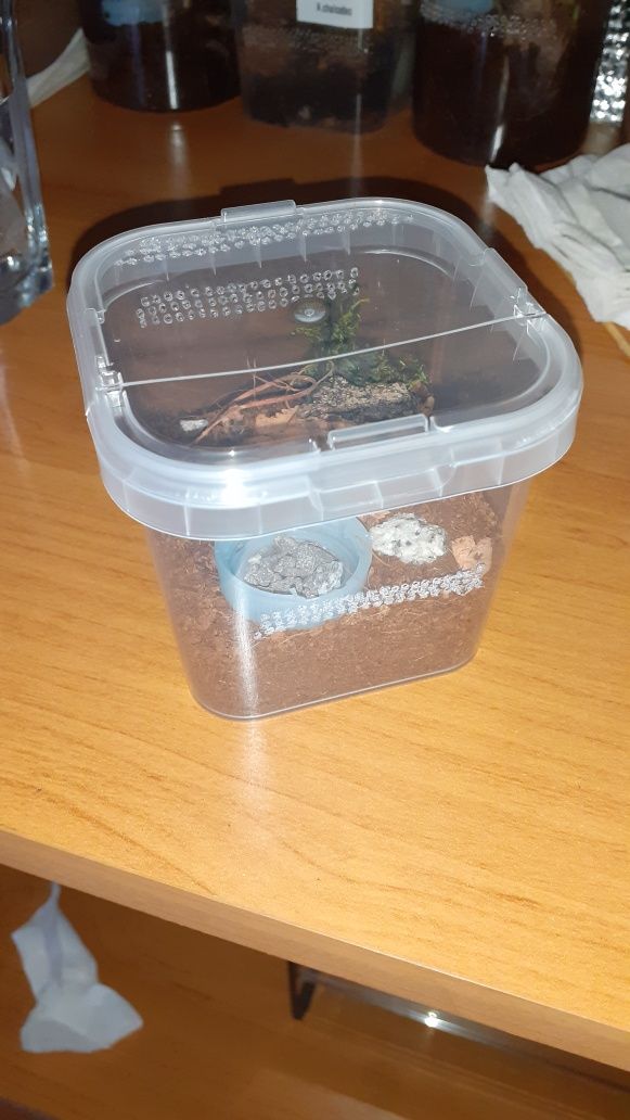 Chromatopelma cyaneopubescens l2 z gotowym pojemnikiem i karaczanami