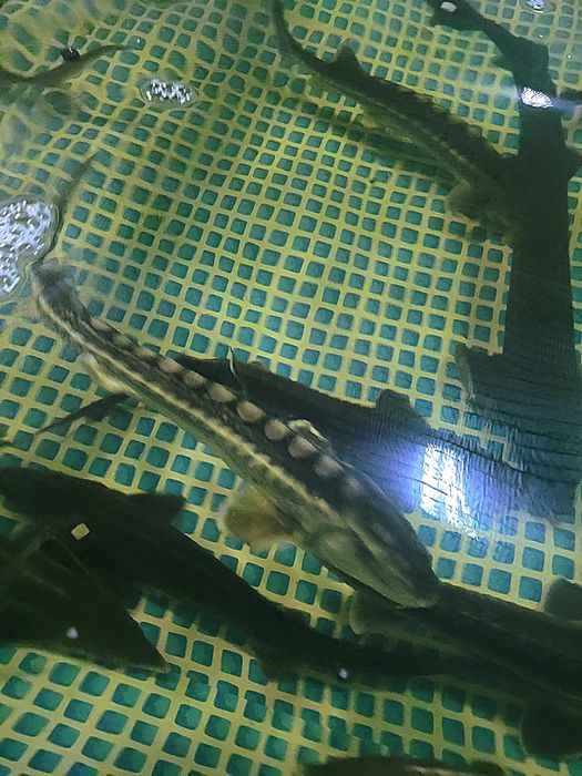 Осетр живой, живая рыба