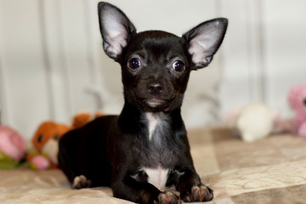 Девочка чихуахуа