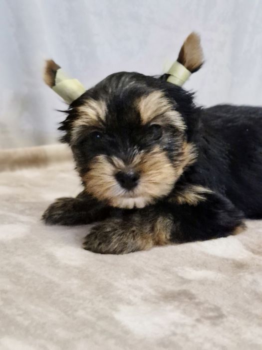 Йоркширский терьер щенки