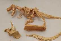 Dinossauros esqueletos