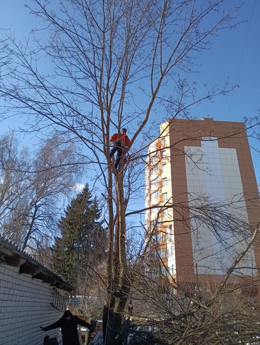 Спил дерев, спилить дерево,розчистка участок