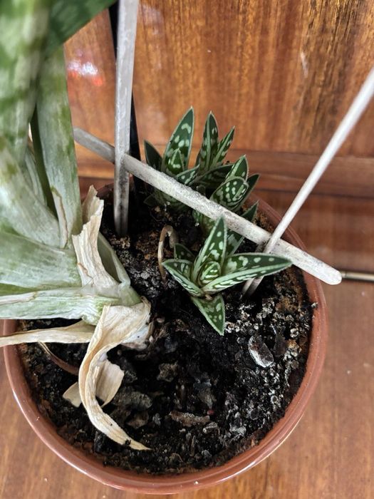 Продам алоэ полосатое