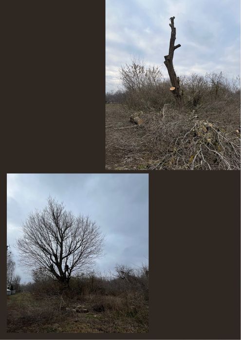 Професійне видалення, валка, обрізка та розпил аварійних дерев