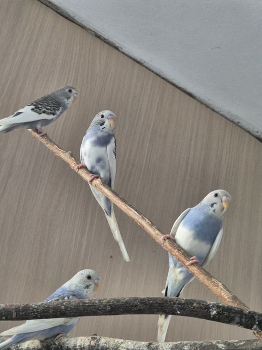 Młode papugi faliste