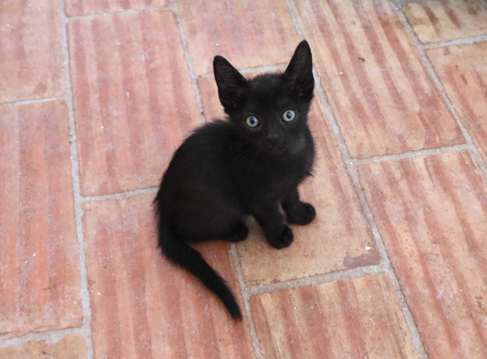4 Gatinhos à procura de família – Tavira (Algarve)