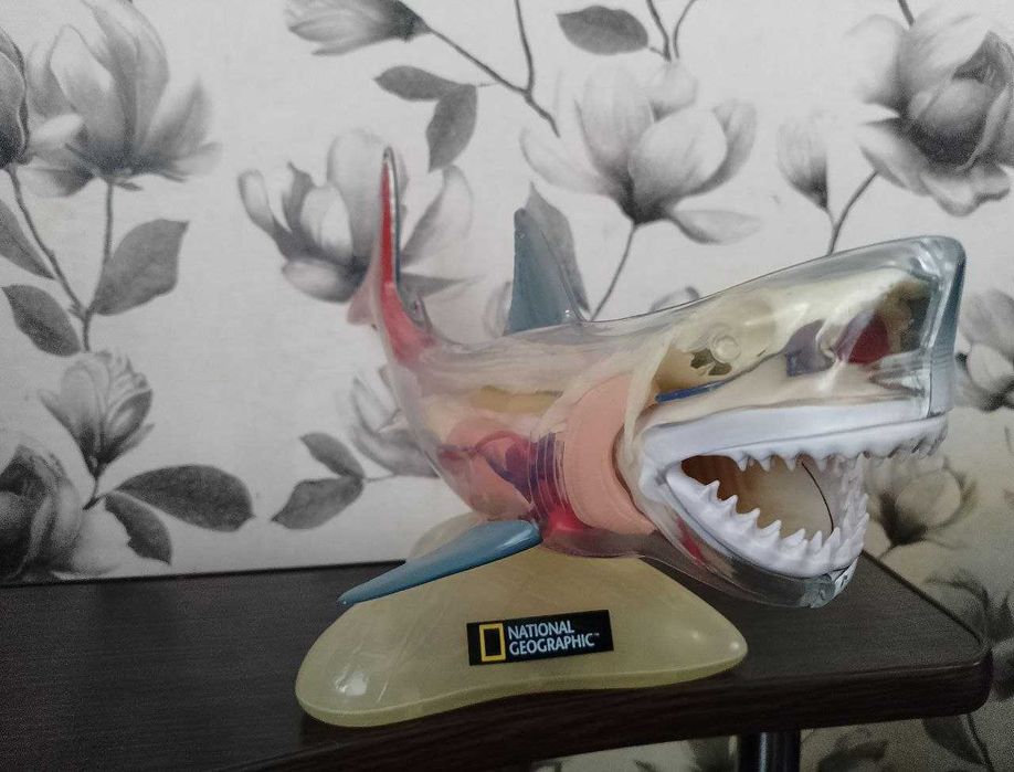 Белая акула, анатомическая (Natiomal Geographic) c подсветкой (33 см)