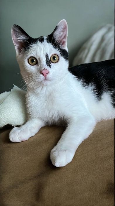 Кошеня, хлопчік шукає дім.