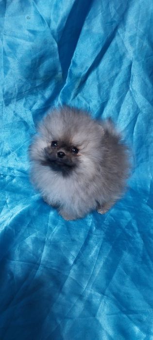 Шпіц; кабель, "2 місяця " Продам  недорого !