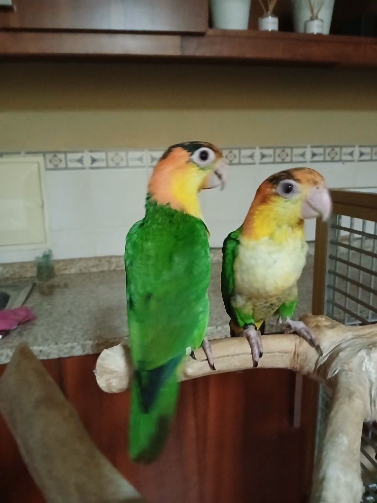 Casal de Pionites leucogaster leucogaster