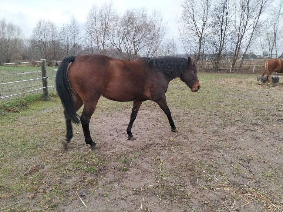 likwidacja stada- konie