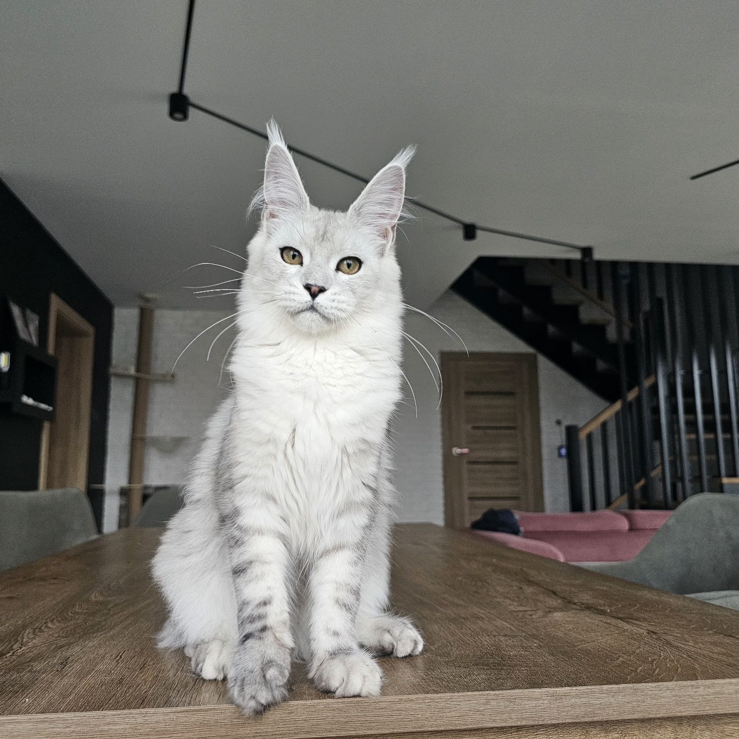 koteczka Maine coon rodowód fpl FIFe do hodowli
