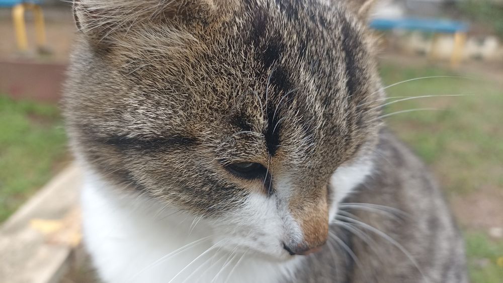 Ищу маму с папой)семью хороших добрых людей