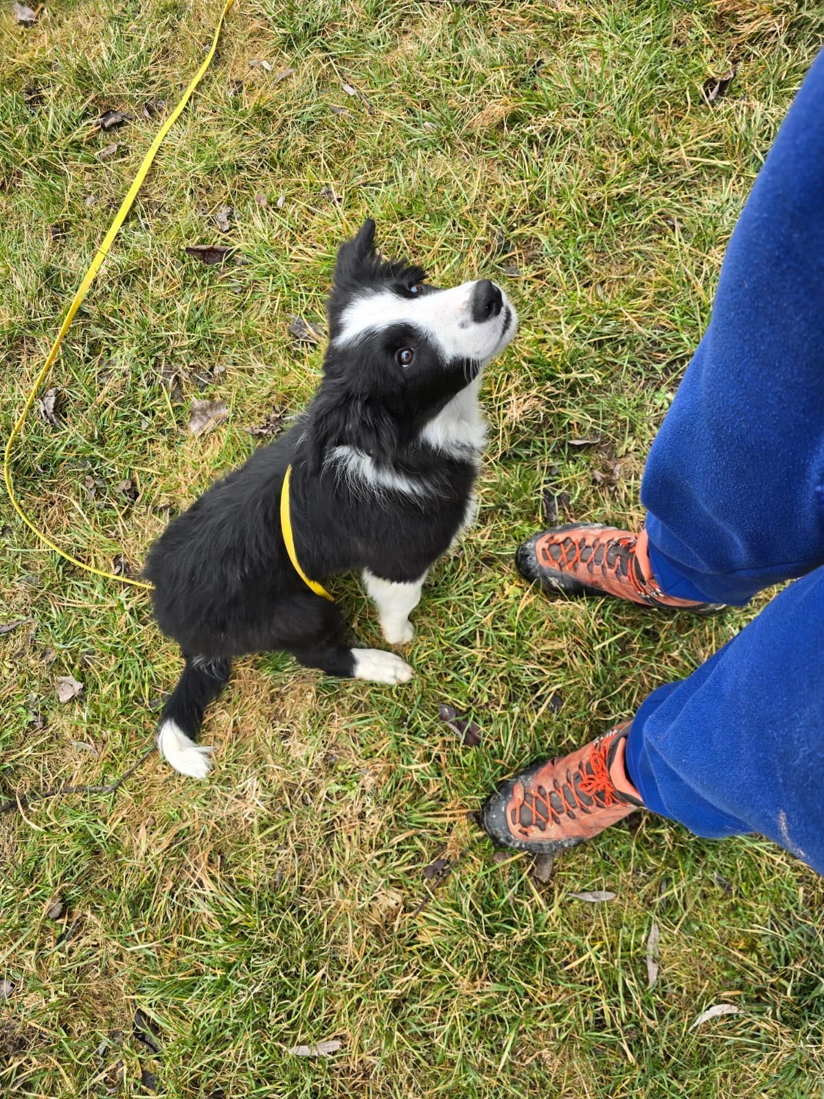 Border Collie ZKwP