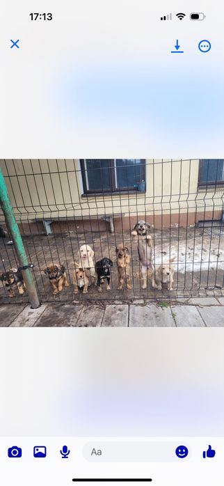 Oddam pieski za darmo