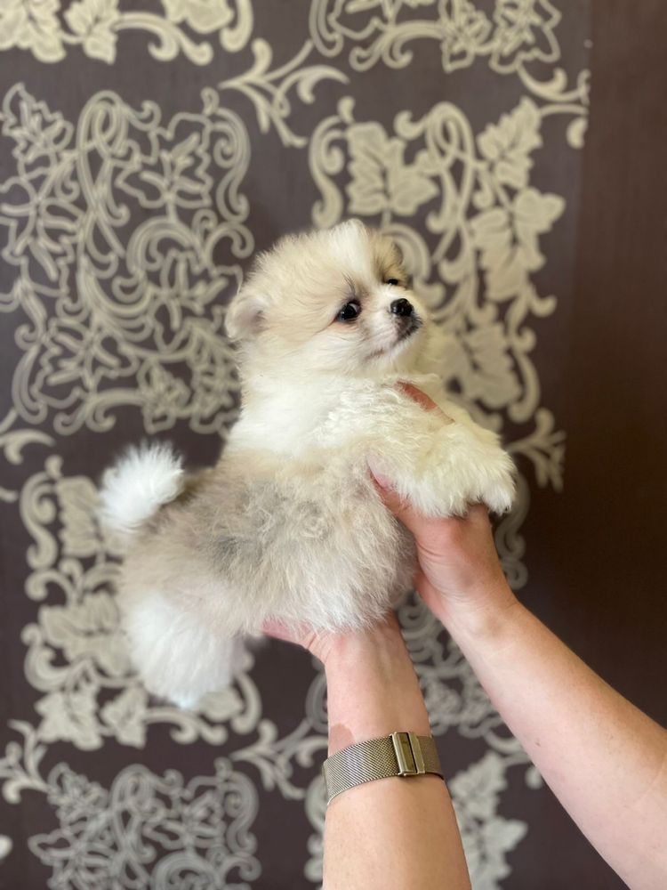 Продам цуценят породи шпіц