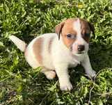 Sprzedam Jack Russell Terrier piesek
