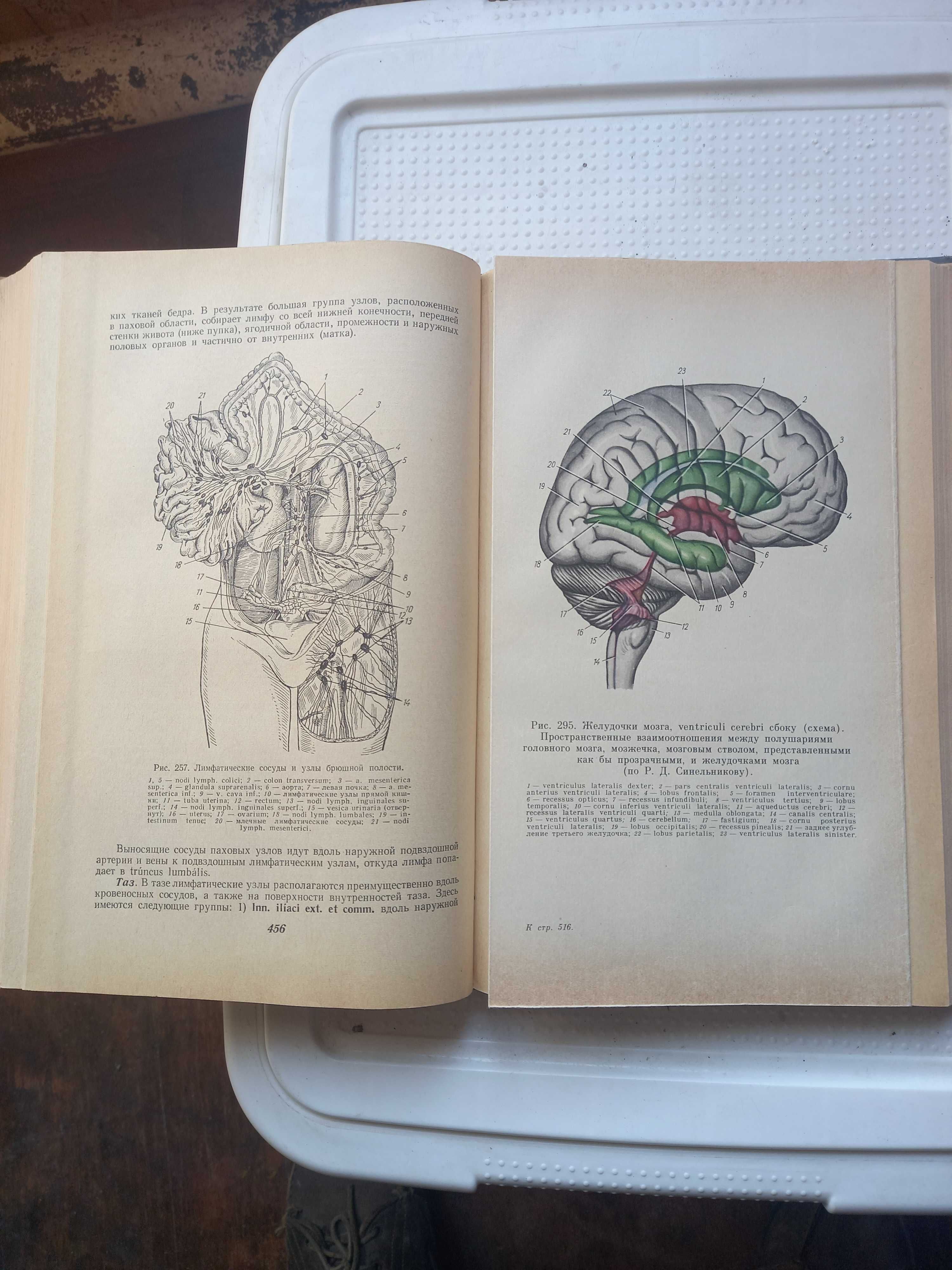 Анатомия человека. Учебник. Медицина. 1974 г.