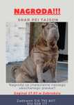 Zaginiony shar pei