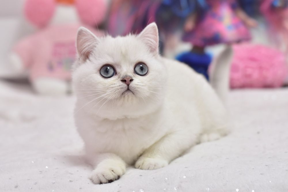 Срібляста шиншила поінт, британське кошеня