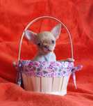 Piękna dziewczynka chihuahua ( isabella ) rodowod FCI