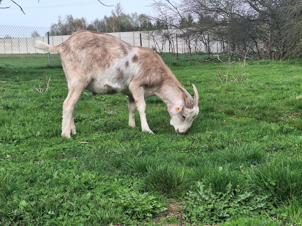 Piękny kozioł saaneńsko-anglonubijski