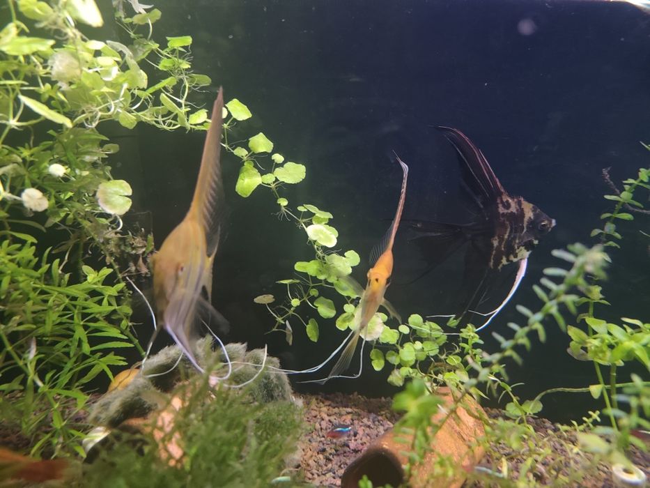 Rybki i roślinki akwariowe ( skalary, neonki)