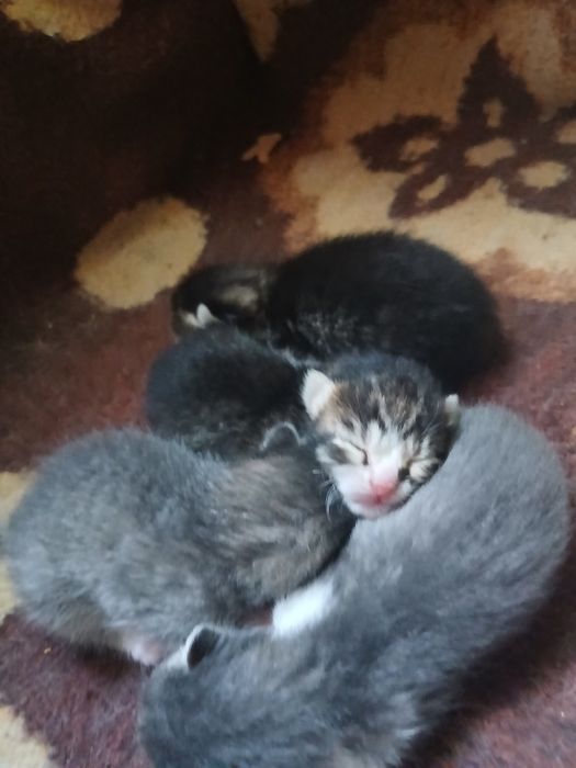 продам кошенят,не дорого!!