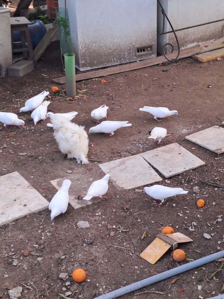 Vendo Pombos para casamentos/batizados