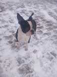 Boston terrier suka