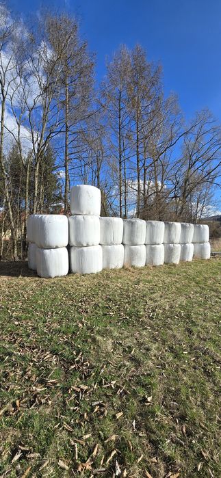 Sprzedam bele  siana