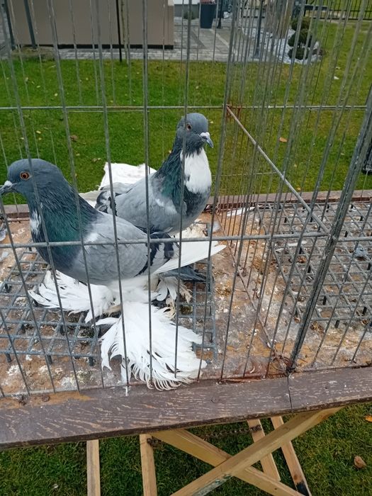 Garłacze pomorskie ńiebieskie