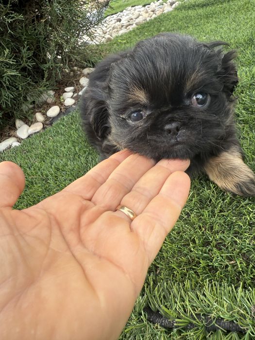 Pequinês/ Pequinoi menina