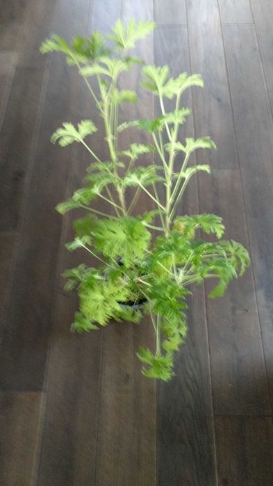 Duża anginka geranium