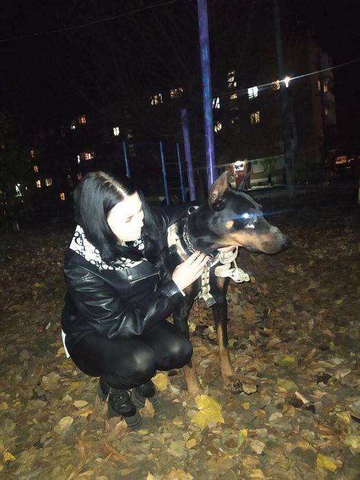 2-А кобеля добермана на вязку.Гром 5 лет.Бумер 1 г 4 месяца.Собаки с д