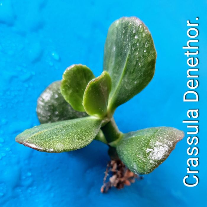 Редкие сорта крассул, денежных деревьев, толстянок.