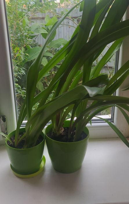 Гіпеаструм/амараліс