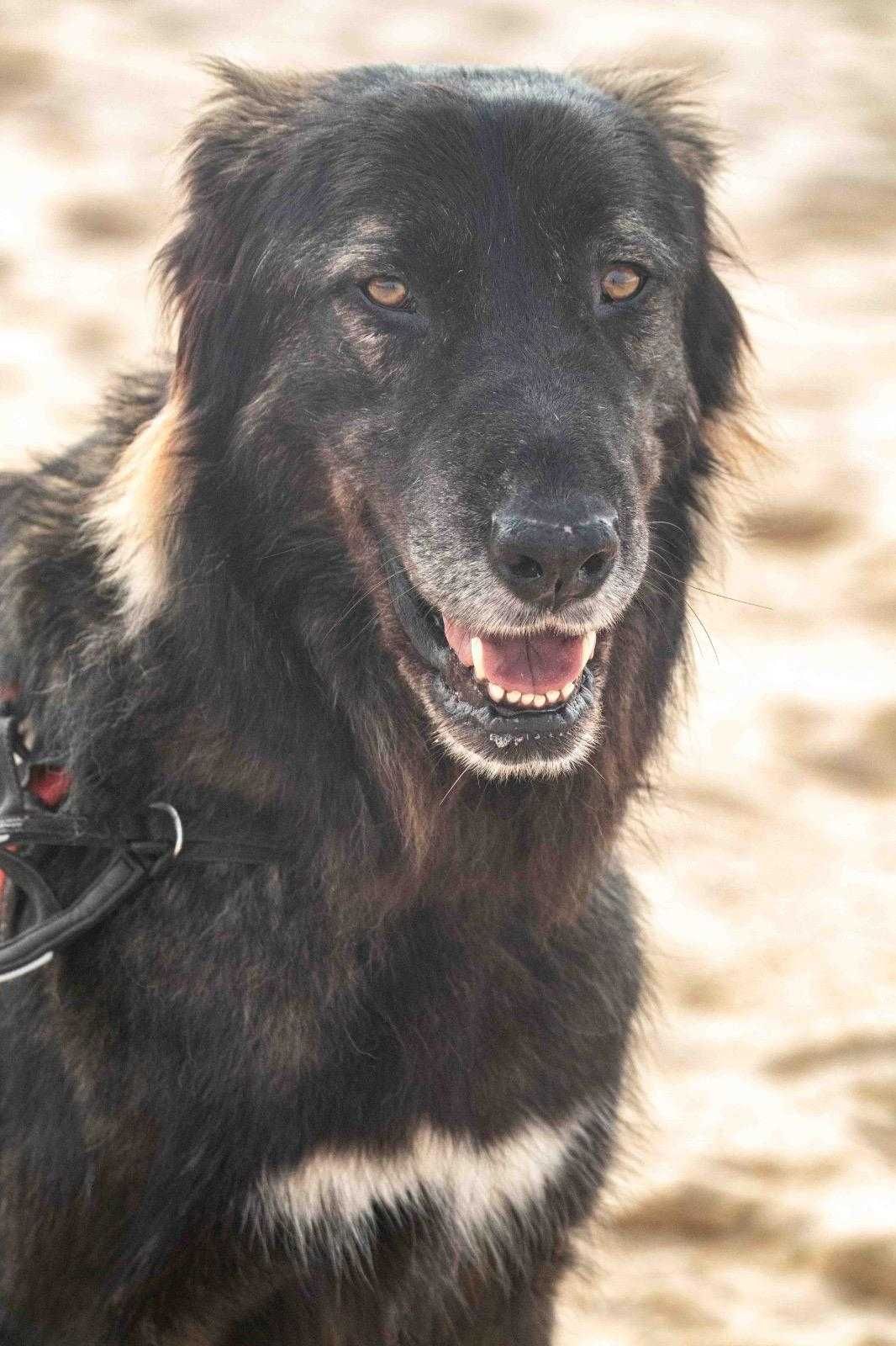 New home for Serra da Estrela Dog (Short Hair, pêlo curto)