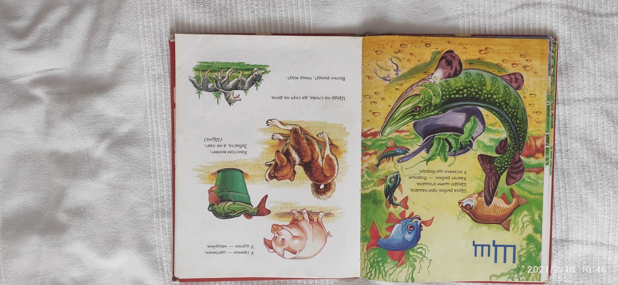 Моя первая книга знаний алфавит загадки азбука цифры задачи стихи