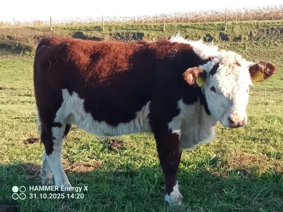 Sprzedam byka i jałówkę