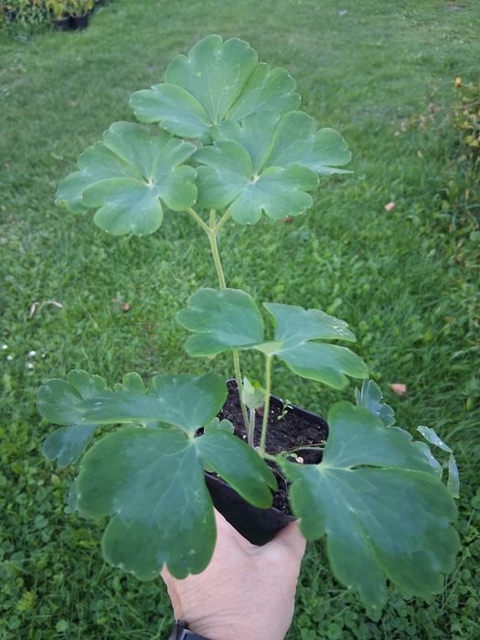 Orlik pełny mix kolorów Aquilegia