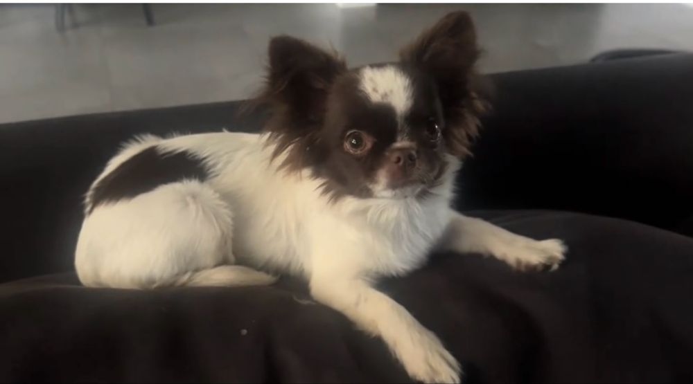 Śnieżno biała sunia po Championie gotowa do rezerwacji