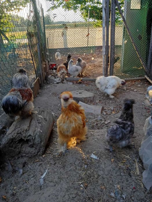 Silki dorosłe kogut lub parka