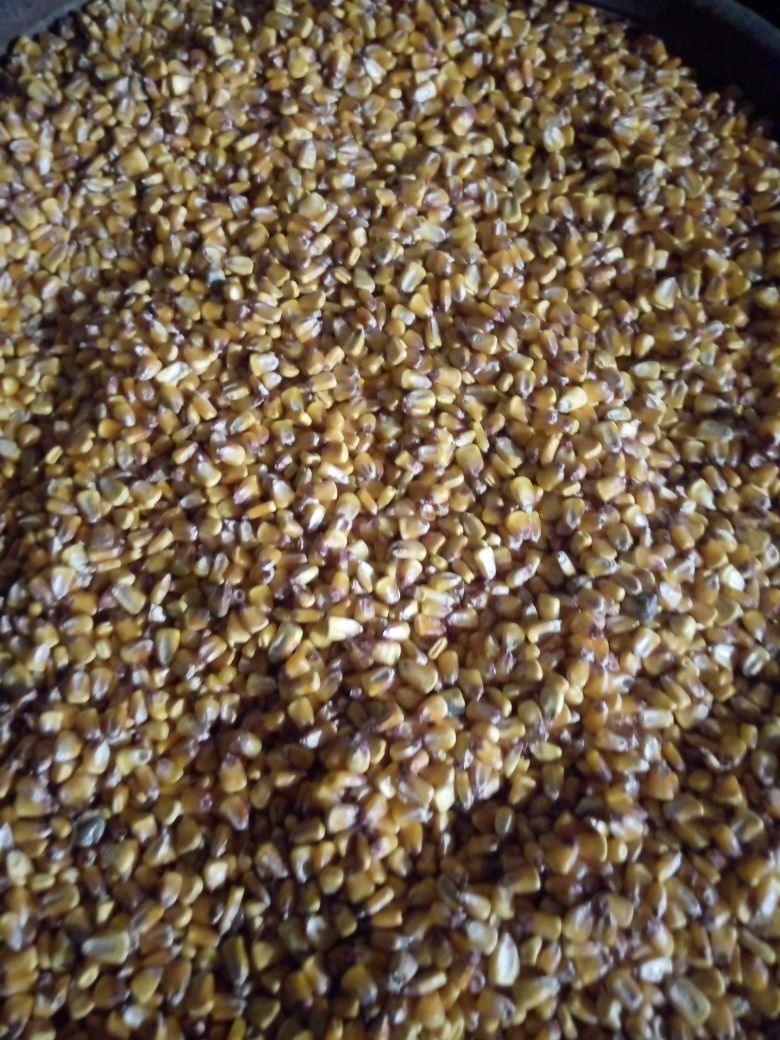 Обменяю  картоплю чи продам ,обмін на пшеницю,кукурудзу,,ячмінь