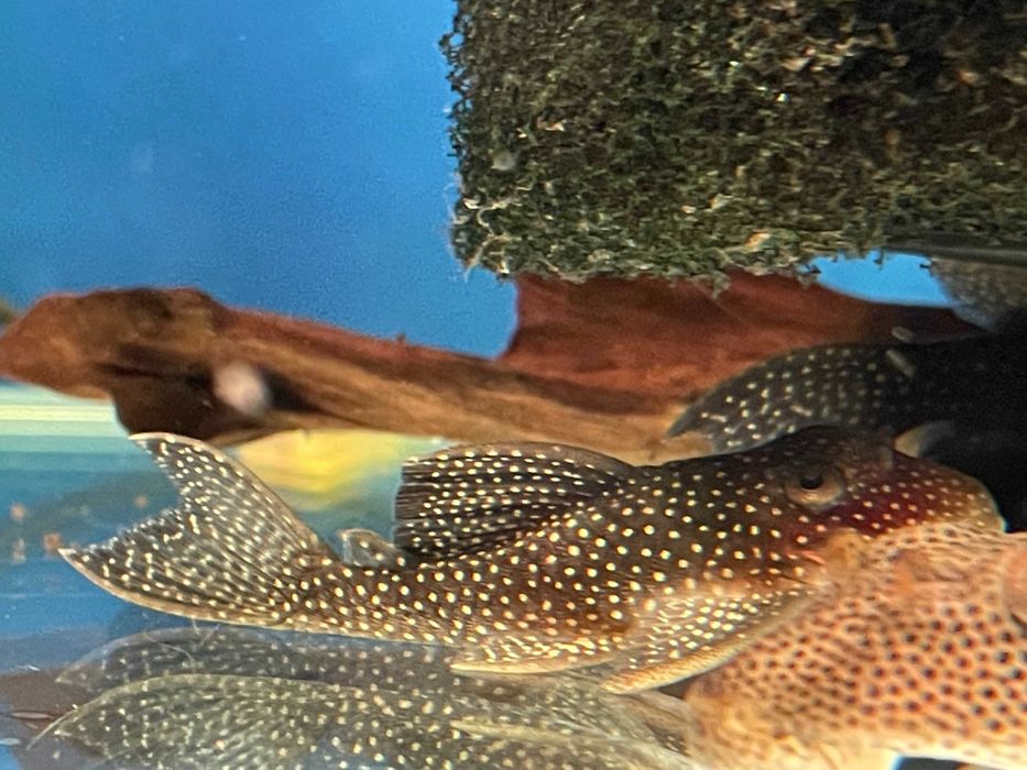 L240 Galaxy Pleco WF/F0